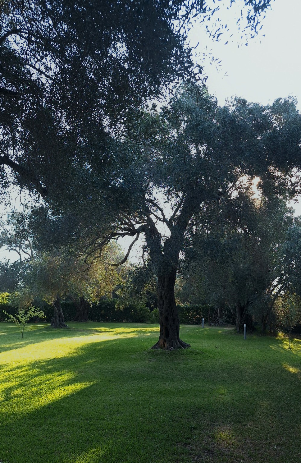 Garden & outdoor spaces — Villa SensiTerra